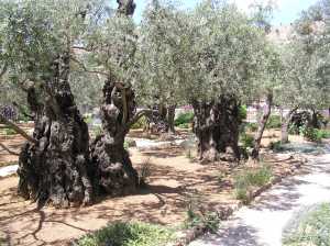 These olive trees are thought to be up to 2000 years old